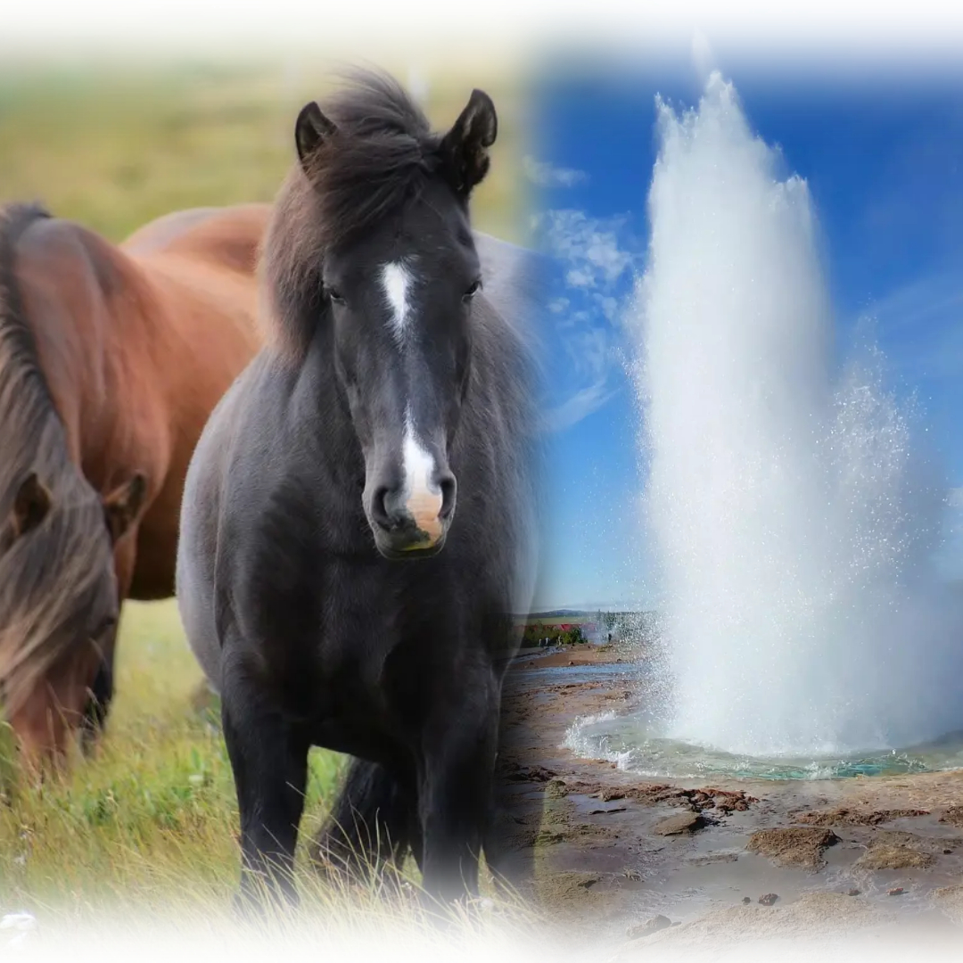 Iconic Golden Circle Day Tour with Fridheimar and Icelandic Horses