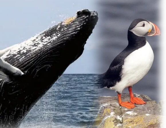 Discover Reykjavík's Sea Creatures: Whales and Puffins