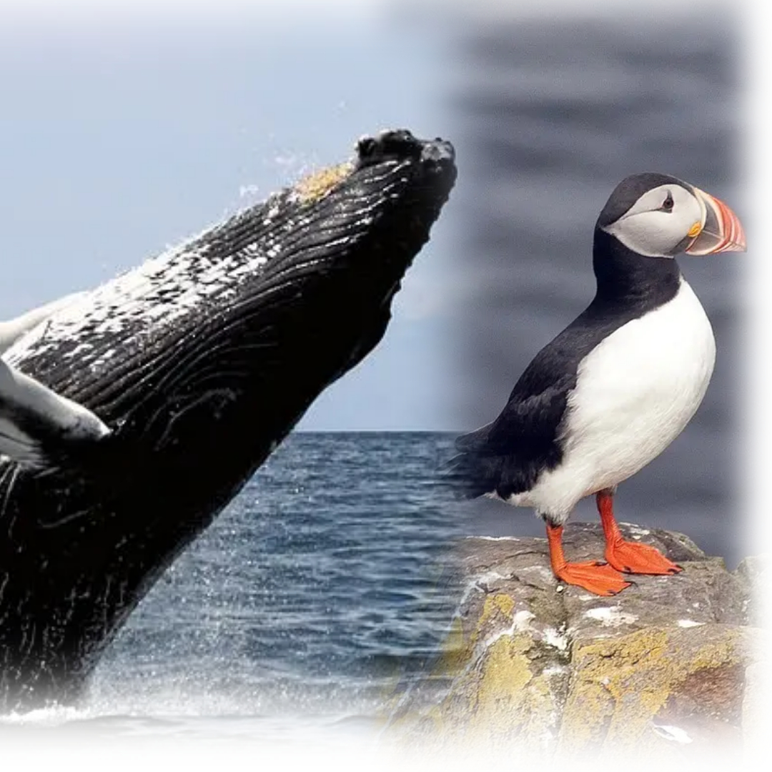 Discover Reykjavík's Sea Creatures: Whales and Puffins