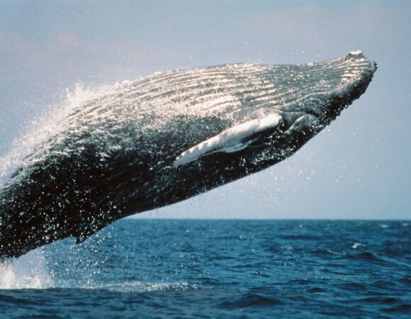 The Wonders of Whales: Reykjavík Classic Tour